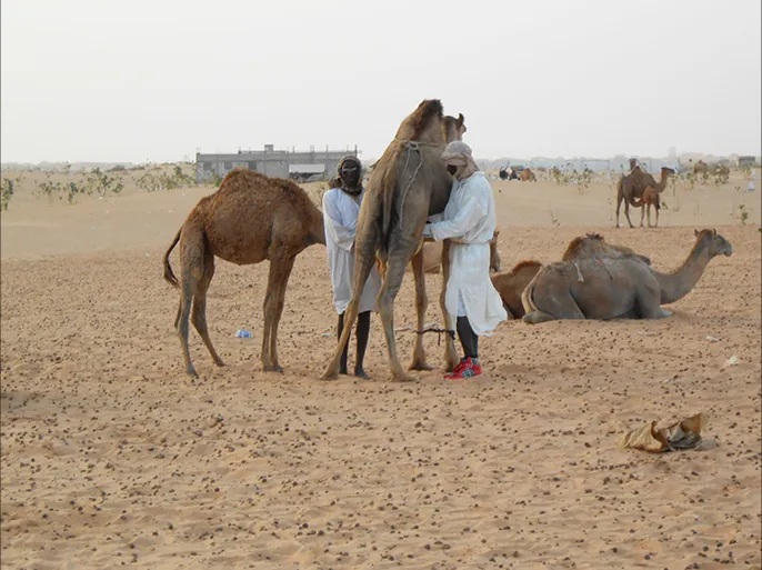وزارة التنمية الحيوانية: انتهاء بؤرتي حمى الوادي المتصدع في نواكشوط