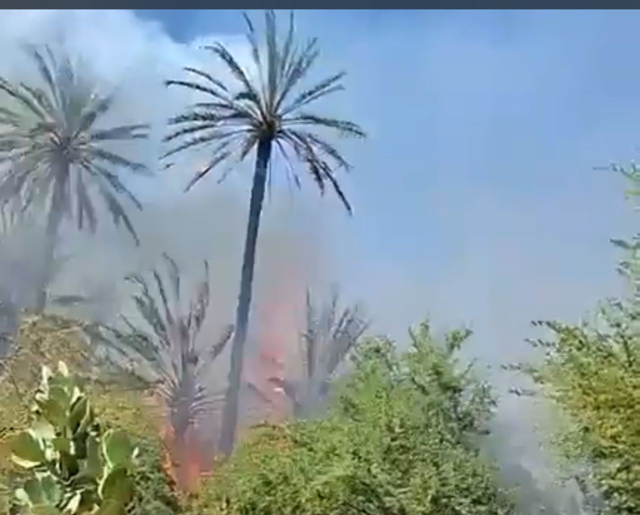 حريق يلتهم حدائق نخيل في الطينطان