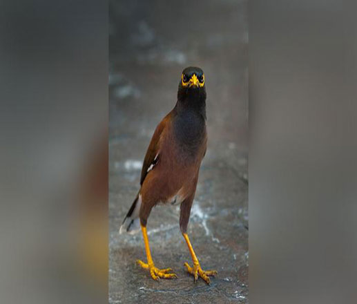 إطلاق سراح اعلي ولد أفّير مقلد الرؤساء (أبرز قصصه)