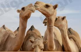 ارتفاع كبير في أسعار اللحوم الحمراء