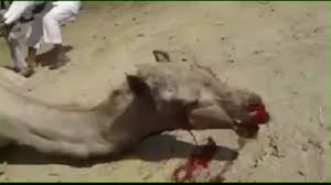 كوبني : القبض على مواطنيين يقطعون لحم جيفة من أجل اكلها