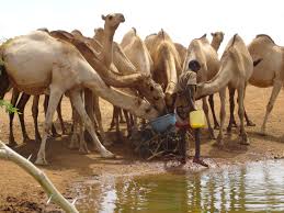 حمى الوادي المتصدع تتفشي في موريتانيا .. إصابات ووفيات وتعبئة صحية واسعة